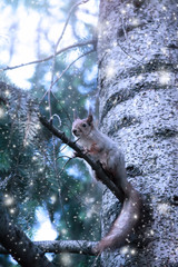 Christmas card with funny squirrel (Sciurus vulgaris) sitting on fir tree in forest on snowing winter background