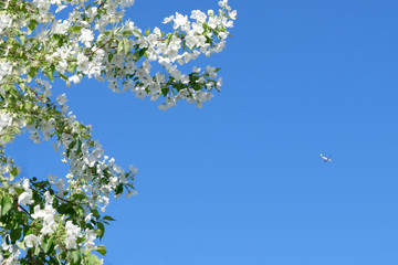 tree and sky