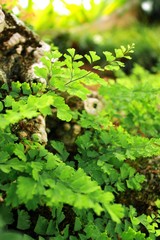 Fern in the forest, Northern Thailand