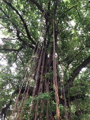 Obraz premium The big benjamin fig tree in Thai temple