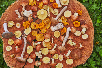 Wooden platter of mixed forest mushrooms mostly suillus, leccinum and chanterelle