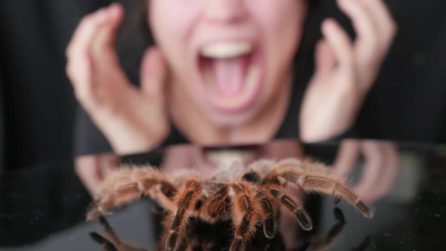 woman screams in panic at the sight of the spider, arachnophobia