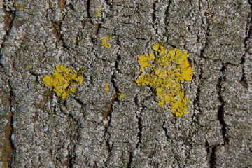 Liquenes Xanthoria parietina en Tronco de Arbol