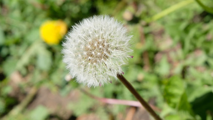 dandelion on background of green grass