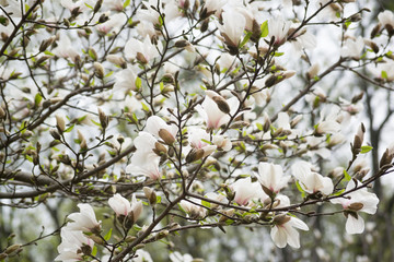Mysterious spring background with white magnolia flowers