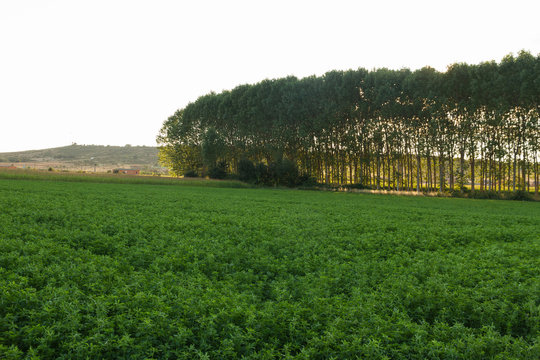 Cultivo de Alfalfa con chopera o arboleda al fondo ,a contraluz del Atardecer