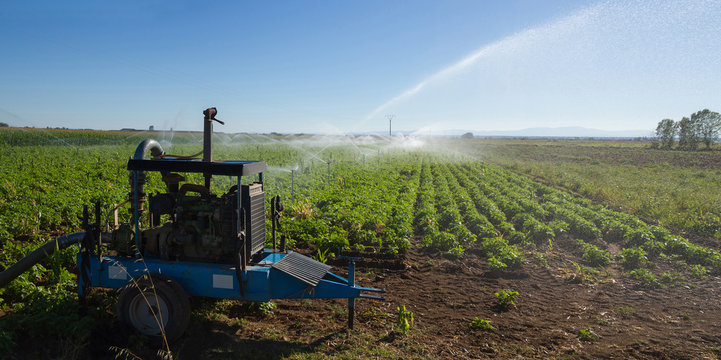 Sistema de riego mediante bomba de agua de motor diesel. Riego por aspersion en campo con plantacion de frijoles