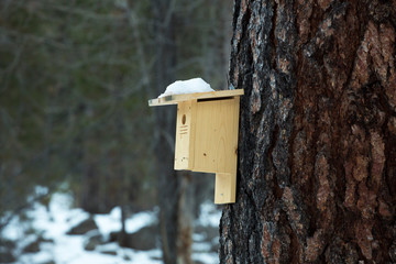 Wooden birdhouse in the forest at Pine Valley, Utah