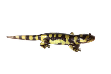 Tiger Salamander isolated on a white background