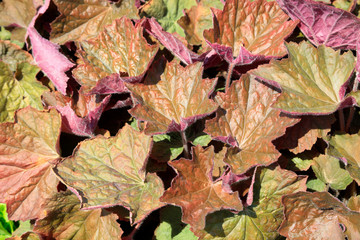 Alum root brown leaf