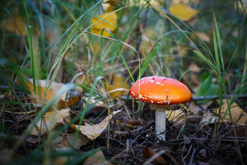 Poisonous Spotted Mushrooms in Magical Green Forest