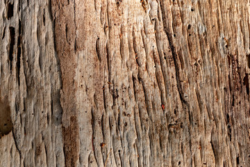 bark of a tree 004