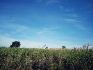 grass and blue sky