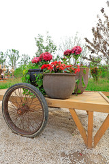 Fototapeta na wymiar flowerpot on the cart