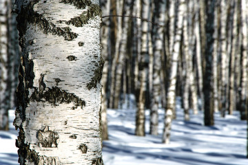 Obraz premium Part of a birch trunk on the background of the forest