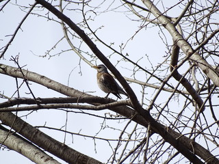bird on branch