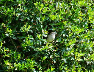 Garten,Hecke,Lebensraum,Sperling