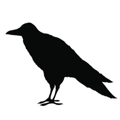 Black hand drawn  silhouette of raven bird isolated at white background. 