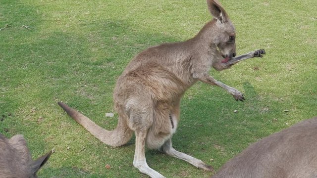 Close-up of adult red kangaroo scratching himself at zoo, 4K
