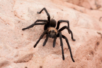 Tarantula spider in the southwest 