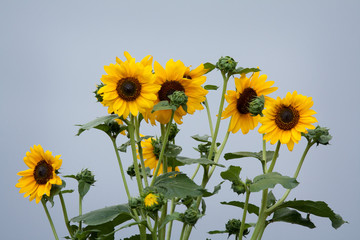 Wild sunflowers with a pale blue sky