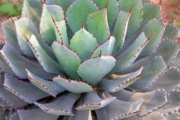 Agavaceae plant in a park