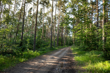 A forest path on the Baltic Sea