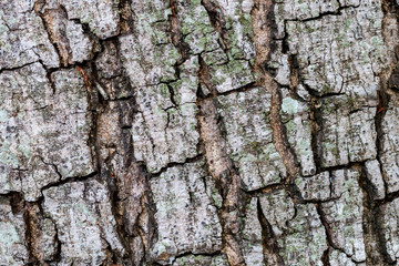 bark of a tree