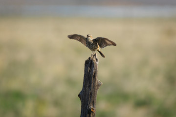 Sage Thrasher singing on a fencepost in Parowan, Utah