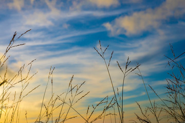Obraz premium Grassland landscape with blue sky Evening time