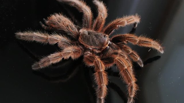 hairy, large spider molt, Grammostola Rosea rotating, extreme macro, close
