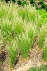 Stipa tenuissima in a park