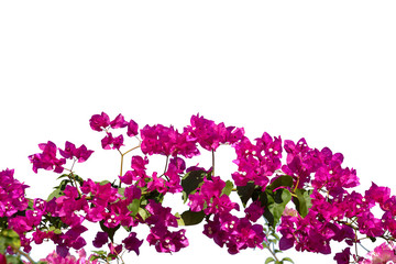 Bougainvilleas isolated on white background.