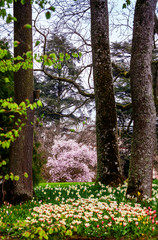 Blooming summer field