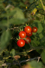 Growing tomatoes in garden