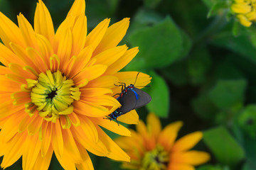 Great Purple Hairstreak Butterfly on a yellow Black-eyed Susan flower