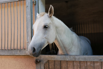 Portrait of white horse in the stable