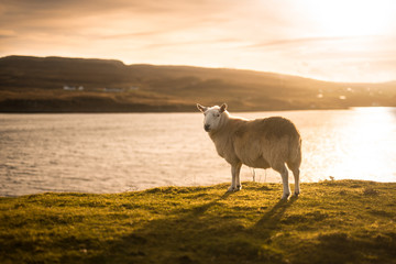 Schaf auf Schottland