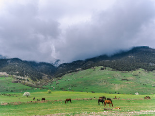 Fototapeta na wymiar Horses grazing in a meadow with mountains in the background. Flowering tree blooms. Spring in the mountains