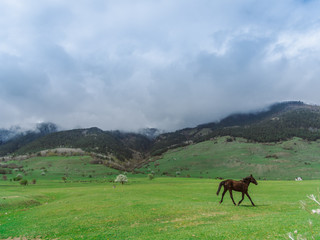 Fototapeta na wymiar The horse runs through the spring meadow. On the background of mountains and clouds. Herd of sheep grazing