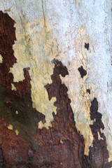 Stripped tree bark