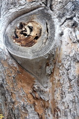 background of bark of tree