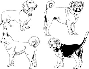 vector drawings sketches pedigree dogs in the racks drawn in ink by hand , objects with no background