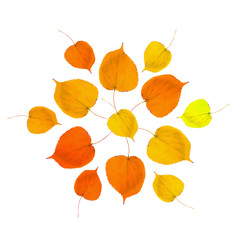 Autumn orange, yellow, brown, red leaves arranged in a circular mosaic pattern isolated