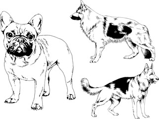 vector drawings sketches pedigree dogs in the racks drawn in ink by hand , objects with no background