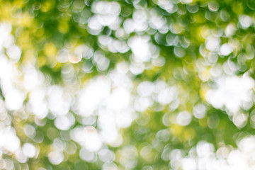 Natural green blurred abstract for background