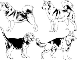 vector drawings sketches pedigree dogs in the racks drawn in ink by hand , objects with no background