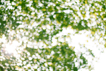Natural green blurred abstract for background
