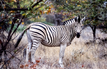 Fototapeta na wymiar Plains Zebra, (Equus burchellii), Kruger National Park, Mpumalanga, South Africa, Africa