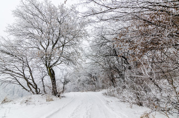 Fototapeta premium Winter road covered by snow through leafless forest. Winter season landscape